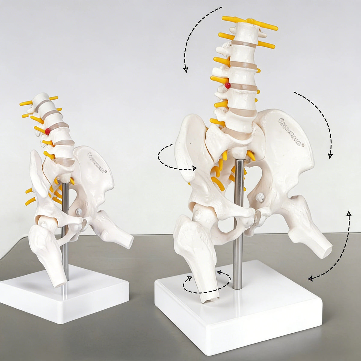 Human Pelvic with Five Lumbar Vertebrae and  Femur Model Orthopedics Spinal Column Spine Model Skeleton Anatomy DIY