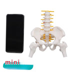 Human Pelvic with Five Lumbar Vertebrae and  Femur Model Orthopedics Spinal Column Spine Model Skeleton Anatomy DIY