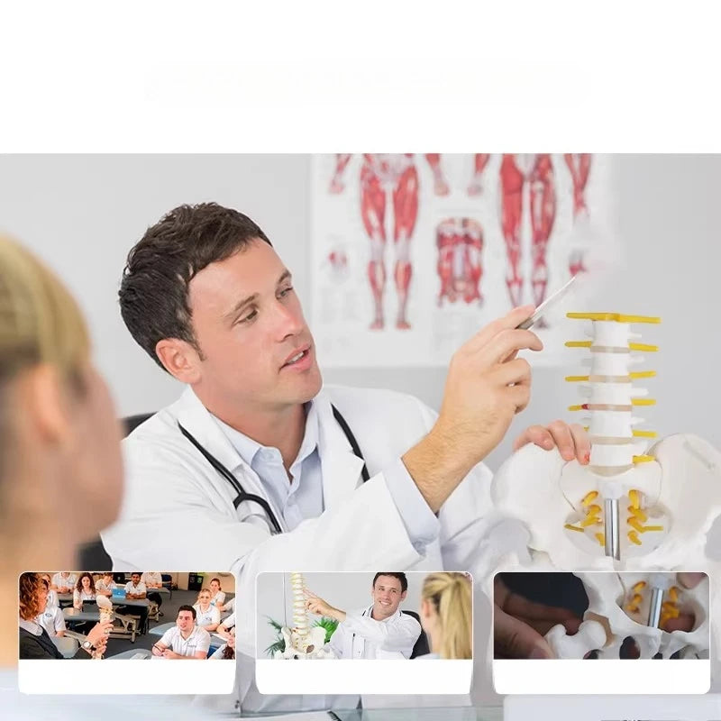 Human Pelvic with Five Lumbar Vertebrae and  Femur Model Orthopedics Spinal Column Spine Model Skeleton Anatomy DIY