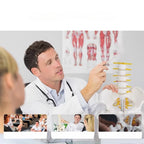 Human Pelvic with Five Lumbar Vertebrae and  Femur Model Orthopedics Spinal Column Spine Model Skeleton Anatomy DIY